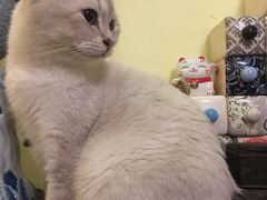 -猫色咖啡·猫咖