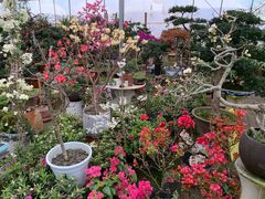 -三圣花乡旅游区