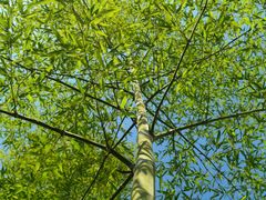 -大渡口区义渡公园