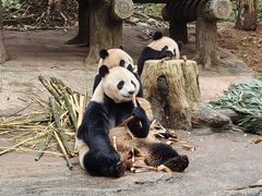 -都江堰中华大熊猫苑