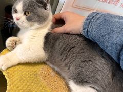 -猫在这儿猫咪咖啡馆·撸猫馆