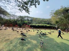 -西双版纳勐泐文化旅游区