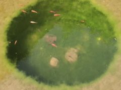 -中苑海韵