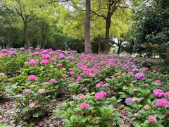 -上海鲜花港