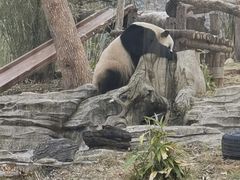 -武汉动物园