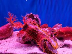 -上海海洋水族馆