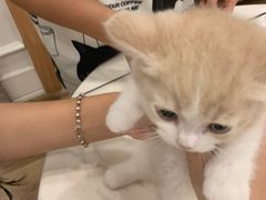 -袖虎·猫馆(体育西路店)