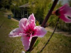-八大山人梅湖景区