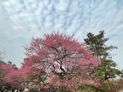 -杭州植物园