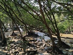 -宝安西湾红树林湿地公园