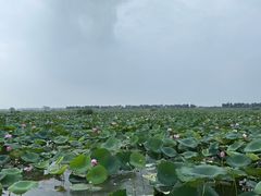 -焦岗湖旅游度假区