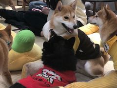 -逗柴咖啡屋·狗咖猫咖宠物桌游