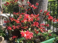 -安若徽菜