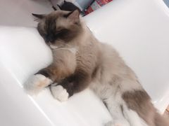 -糯米喵星人·撸猫猫舍咖啡馆(西市场嘉华店)