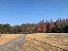 -上海滨江森林公园
