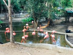 -清迈夜间动物园