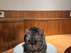 -有猫主题·治愈系猫咖(曾厝垵店)