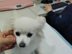 -佳怡动物医院·平价24小时·猫专科骨外科