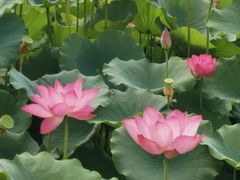 -莲花池公园