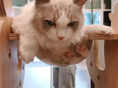 -飞行喵MR PILOT|猫舍·猫咖(静安大融城店)