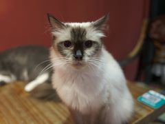 -猫色咖啡·猫咖