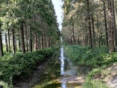 -黄海国家森林公园