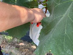 -马陆小张葡萄园农家乐