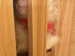 -白兔子密室(长寿路店)