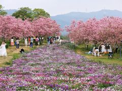 -天适樱花悠乐园