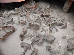 -自贡恐龙博物馆