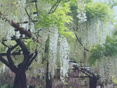 -嘉定紫藤园
