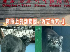 -青藏高原野生动物园