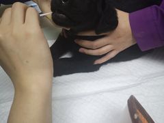 -爱侣·安琦尔宠物医院·中兽医针灸·心内科·狂犬免疫点(宝山区院)