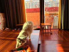 -楼上猫咖(罗湖店)