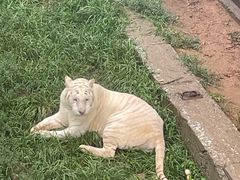 -西霞口神雕山野生动物世界