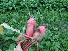 -凤来栖·净庭院·火锅(欧尚店)