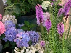 -双季花艺园艺市场(浦东店)