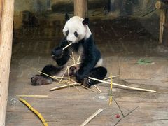 -深圳野生动物园