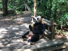 -深圳野生动物园