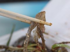 -陈添記·祖傳爽鱼皮·西关老字号(广州首店)