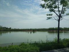 -泗洪洪泽湖湿地景区
