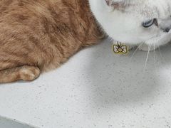 -嘉馨宠物医院·CT影像转诊·心脏科·犬猫全科诊疗中心(下沙大学城院区)