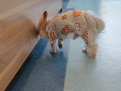 -萌兽医馆·犬猫专科·眼科中心·宠物医院(朝阳门分院)