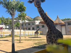 -西霞口神雕山野生动物世界