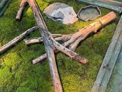 -上海大自然野生昆虫馆