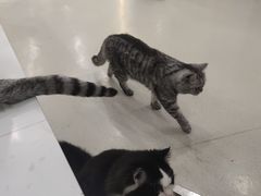 -共舞时光猫咖·狗咖(新街口店)