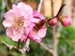 -桃花涧