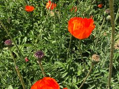 -国家植物园南园