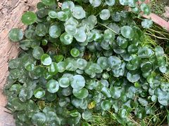 -醉小酒馆·川菜·江湖菜·重庆菜(观音桥旗舰店)