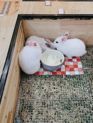 -神奇动物撸宠馆·羊驼·小浣熊·异宠(豫园店)